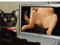 Animais em Momentos Cr�ticos 3