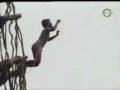 Negroes Jumping from Vines