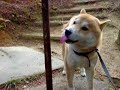 柴犬動画