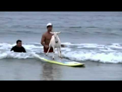 Surfing Goat