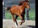 The Horses On My Family\