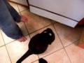 Cat eating yogurt 2