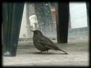 vogeltango