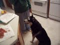 NahNuk Whispers -Siberian Husky NahNuk Whispers -Siberian Husky