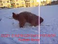 DCP piłka i śnieg