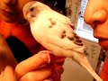 ???????????? Parakeet ???????????? Parakeet