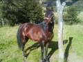 Caballos