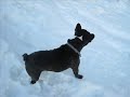 Tommy le bouledogue français à la neige Tommy le bouledogue français à la neige