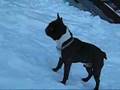Tommy le bouledogue français à la neige
