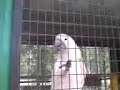 070707 - Tmn Pertanian - Amazing Parrot 070707 - Tmn Pertanian - Amazing Parrot