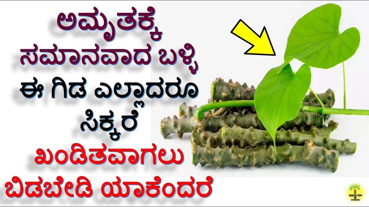 Health Benefits and Uses Of Amrutha balli Leaves in kannada ಅಮೃತಬಳ್ಳಿ