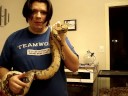 Red Tail Boa Constrictor