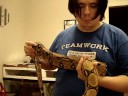 Red Tail Boa Constrictor