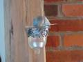 Max the budgie