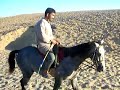 Anderson Rides Ali, Outside The Giza Pyramids Gate