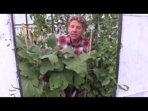 how to grow aubergines