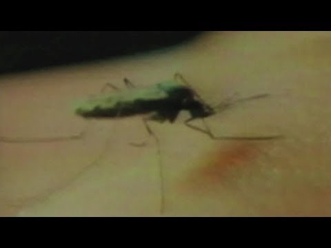 virus - Health officials say summer is when you may most likely be vulnerable to West Nile Virus and Lyme Disease.