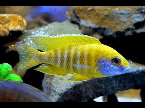 cichlid - Filtration 2 AC110 (Seachem Matrix, Chemi-Pure Elite and Seachem Purigen) Marineland C360 (Mechanical filter pads from course to fine in bottom 2 trays, foll...