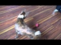 Basenji