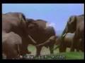 Earthlings (地球上的生靈) Part 1a (繁體中文字幕)