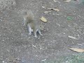 man attacked by pregnant squirrel!