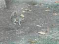 man attacked by pregnant squirrel!