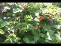 Taming the Blackberry Patch