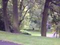 Girl playing bagpipes in Kelvingrove Park