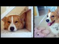 Corgi Video of the Day - the way i am