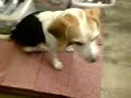 Dog with human eyes