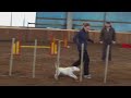 Agility Opava