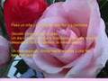 Amor y amistad