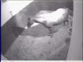 Charie COLT 2/22