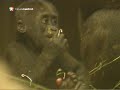 Güet, un gorila del zoo de Madrid, cumple un año