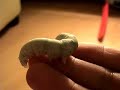 Fatty silkworm Fatty silkworm