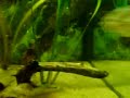 piranha youngsters 4