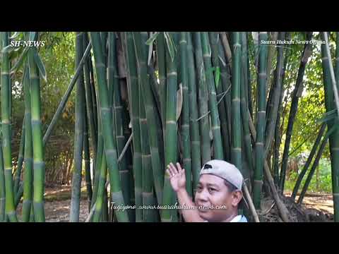 Unik ,Bambu Hidup Sejalan Dengan Alur Tunas, Diantara Bagian Batang Yang Mati Unik ,Bambu Hidup Sejalan Dengan Alur Tunas, Diantara Bagian Batang Yang Mati