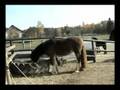 Our Ranch