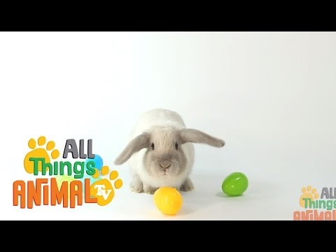 Animal Facts - Lesson 03 - Rabbits Thumbnail