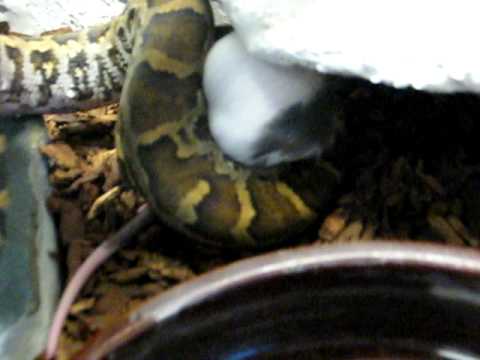 Indian Python