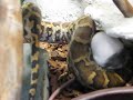 indian python kill rat indian python kill rat
