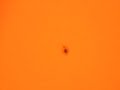 My First Sun Spot