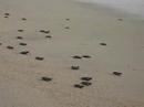 Liberaci�n de las Tortugas
