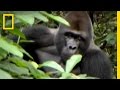 Gorilla Charge