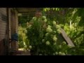Parents' farmstead - t&Auml;�v&Aring;&sup3; sodyba video