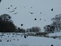 Red Kites