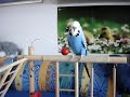 Wellensittich - Budgie Wellensittich - Budgie