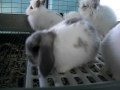 Lilly's Litter ~ 5 Weeks Old ~ Baby Holland Lop Bunny