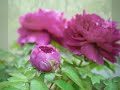 Meditative Flowers