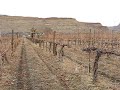 Bookcliff Vineyards pre-pruning